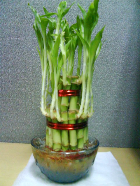 Bonsai from Saranya's Desk